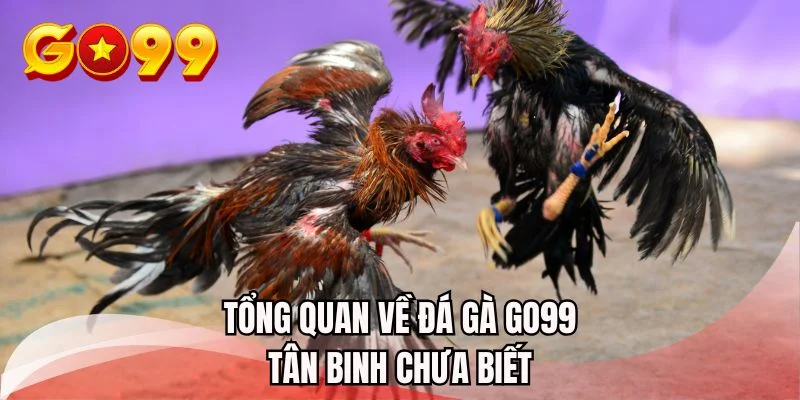 Tổng quan về đá gà GO99 tân binh chưa biết